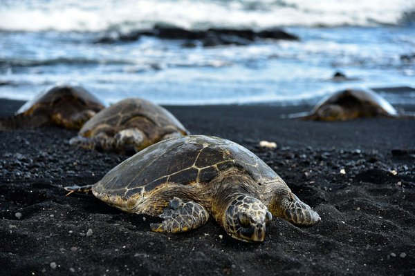 Quels sont les meilleurs spots pour observer les tortues de mer aux Maldives?